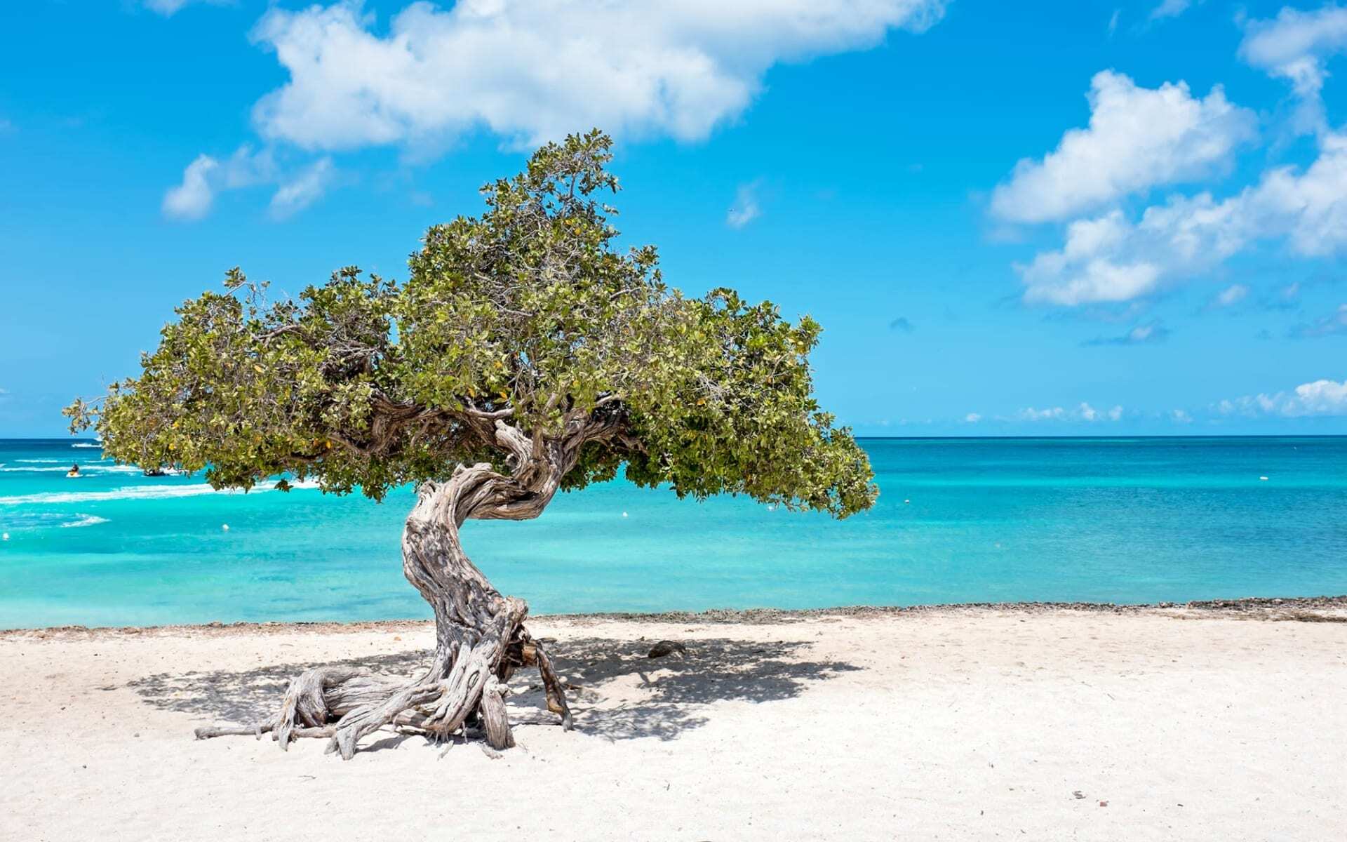 dividivitree-aruba-beach-10929 (1)